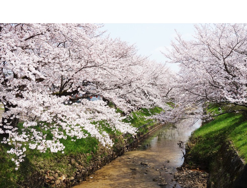 柏原川桜堤・黒井川桜堤