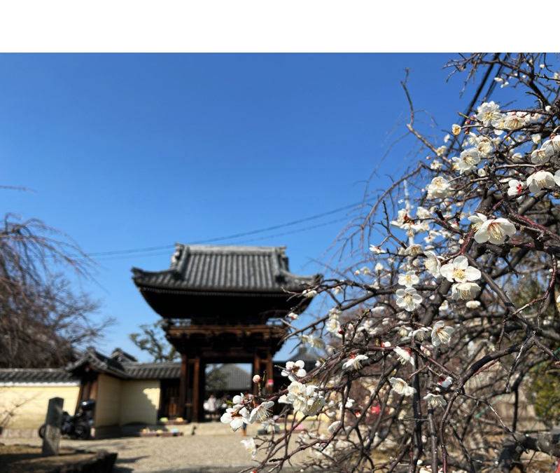 道明寺