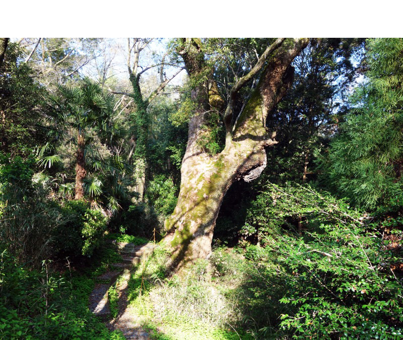 奈良豆比古神社