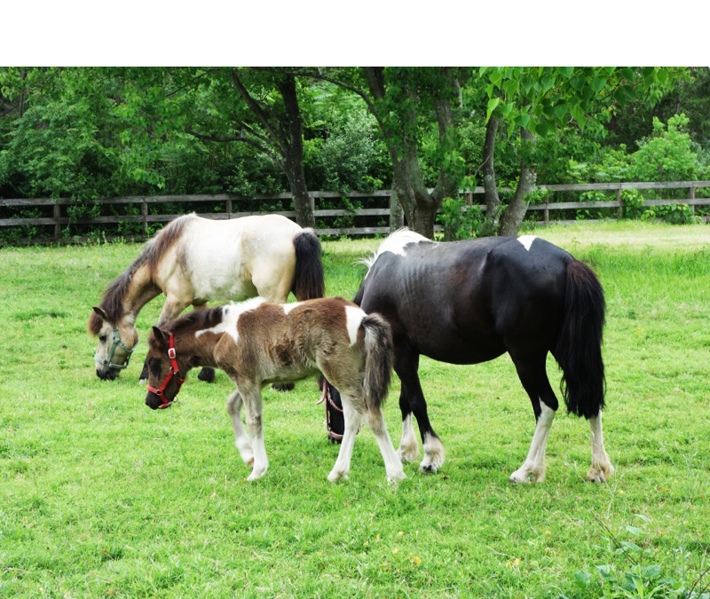 海の中道海浜公園
