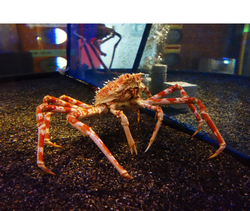 とっとり賀露かにっこ館