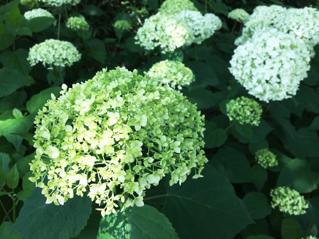 神戸市立森林植物園