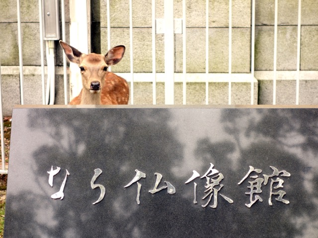 奈良の鹿