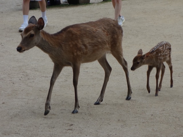 奈良の鹿