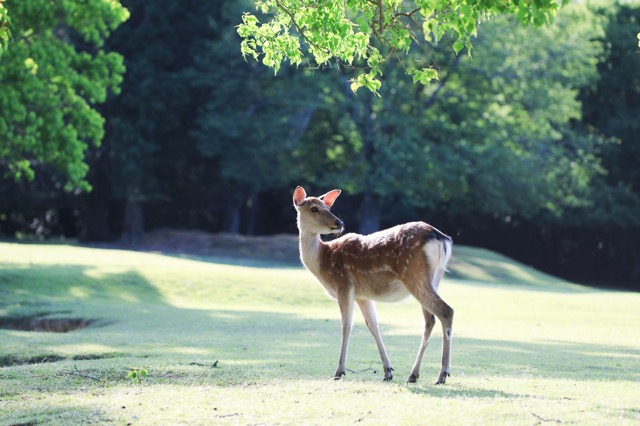 奈良公園