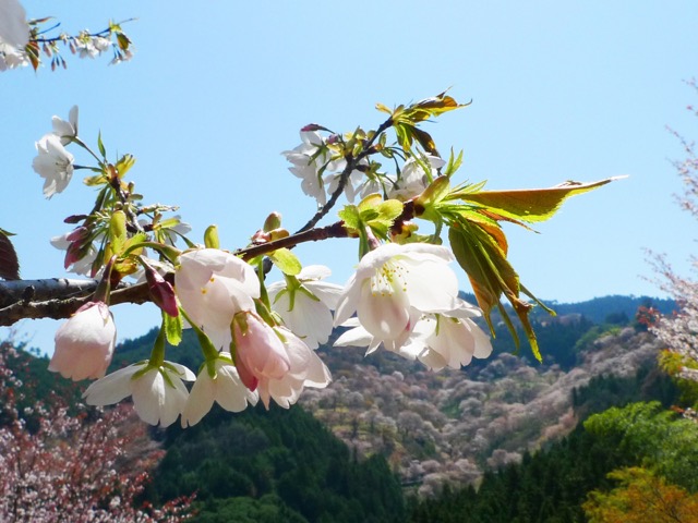 吉野山の山桜