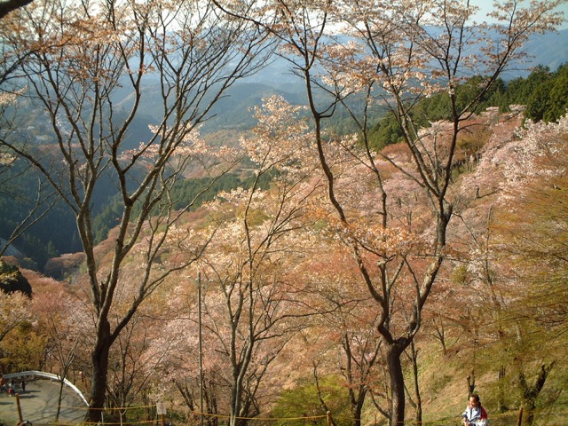 吉野山の山桜