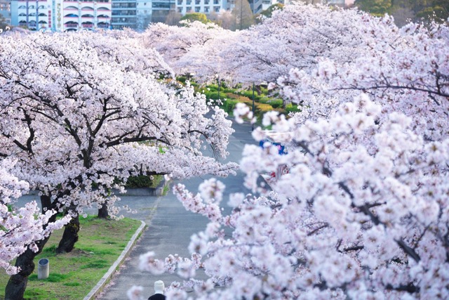 毛馬桜之宮公園
