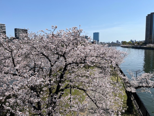 毛馬桜之宮公園
