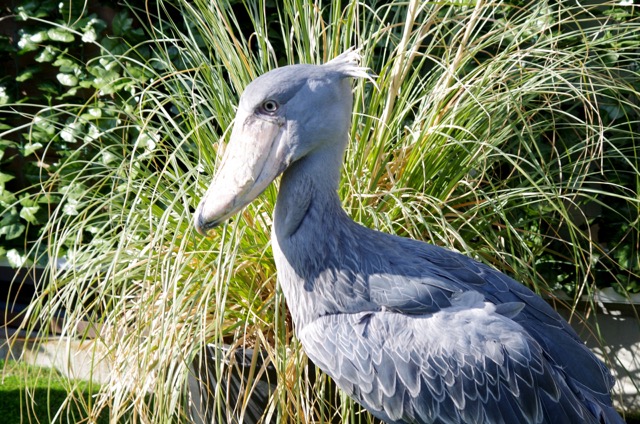 神戸どうぶつ王国