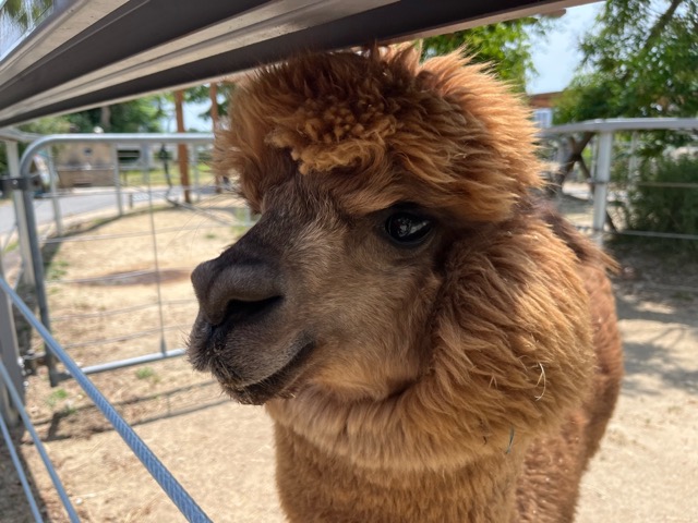 神戸どうぶつ王国