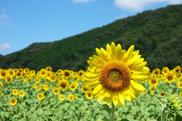 佐用町南光ひまわり祭り