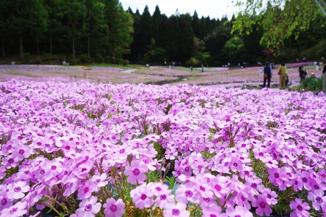 花のじゅうたん