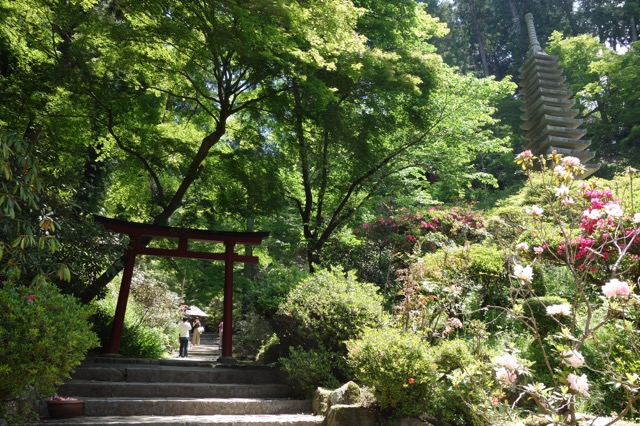 岡寺
