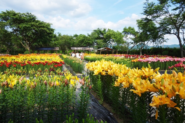 篠山玉水ゆり園