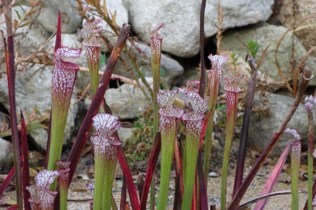 六甲高山植物園