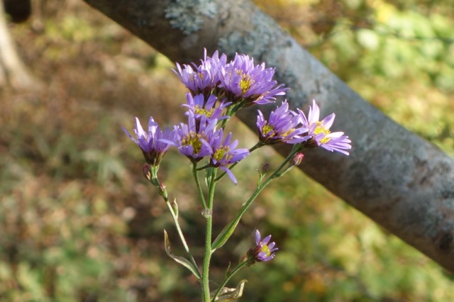 六甲高山植物園