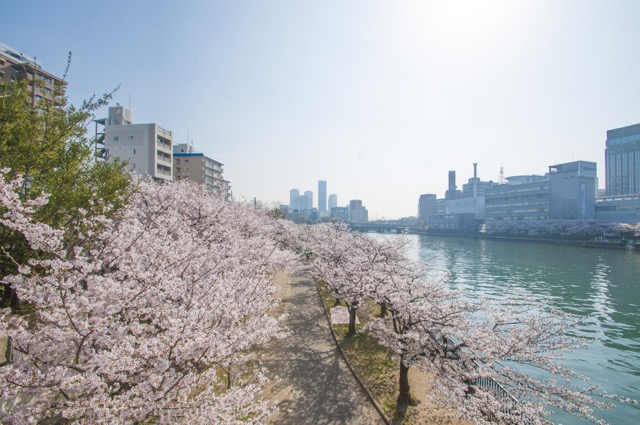 大川さくらクルーズ