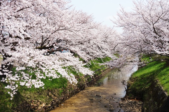柏原川桜堤・黒井川桜堤
