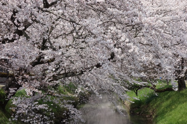 柏原川桜堤・黒井川桜堤