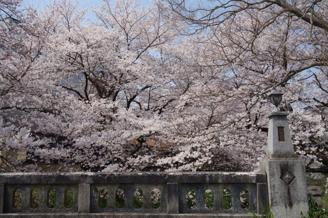 柏原川桜堤・黒井川桜堤