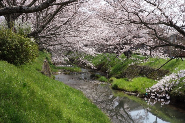 柏原川桜堤・黒井川桜堤