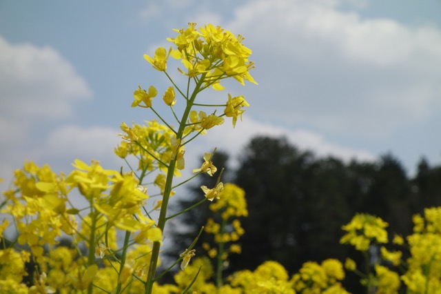 奈義町菜の花祭り