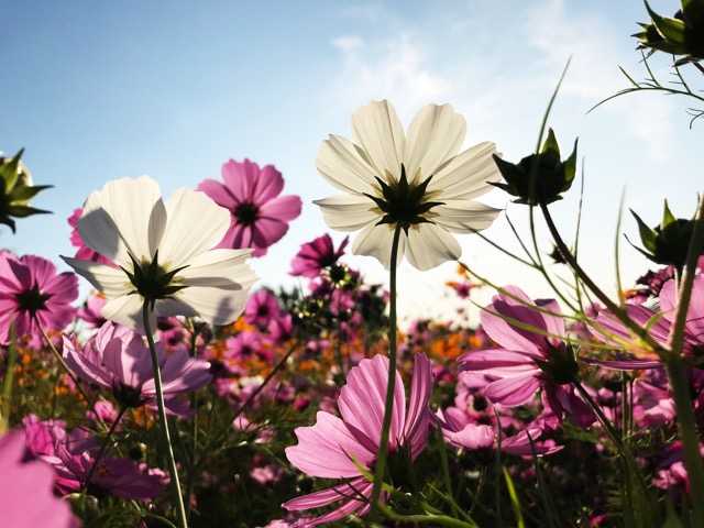 武庫川髭の渡しコスモス園