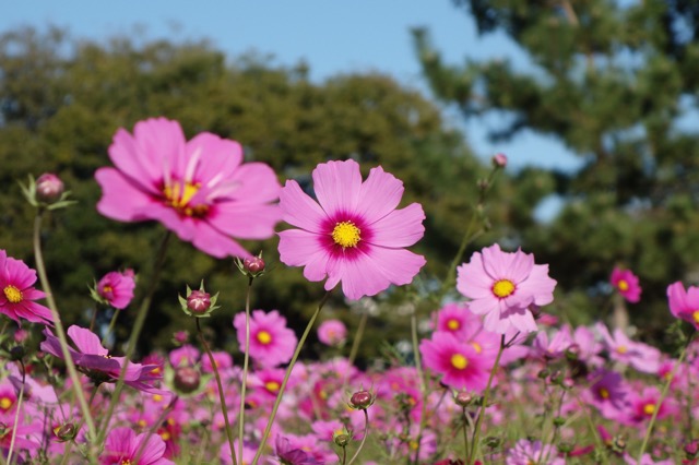 武庫川髭の渡しコスモス園