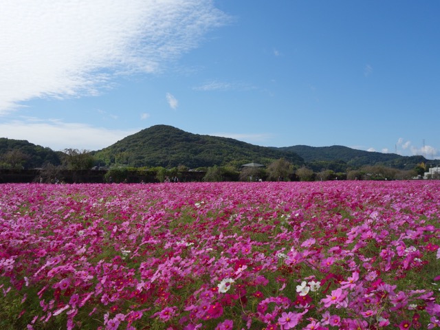 志方東コスモスまつり