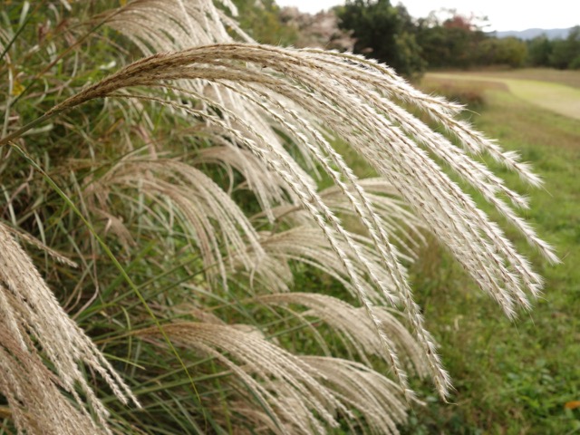 和久傳ノ森