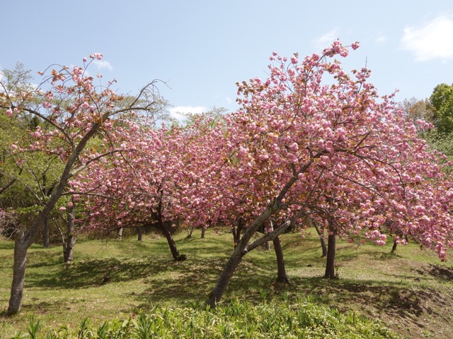 兵庫県立フラワーセンター