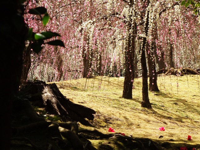 城南宮・しだれ梅と椿まつり