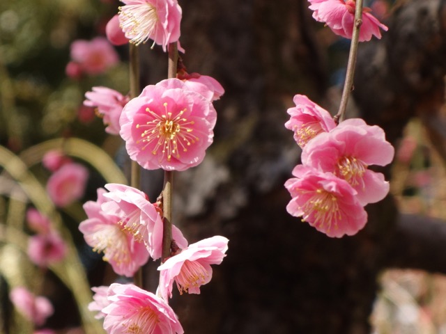 城南宮・しだれ梅と椿まつり