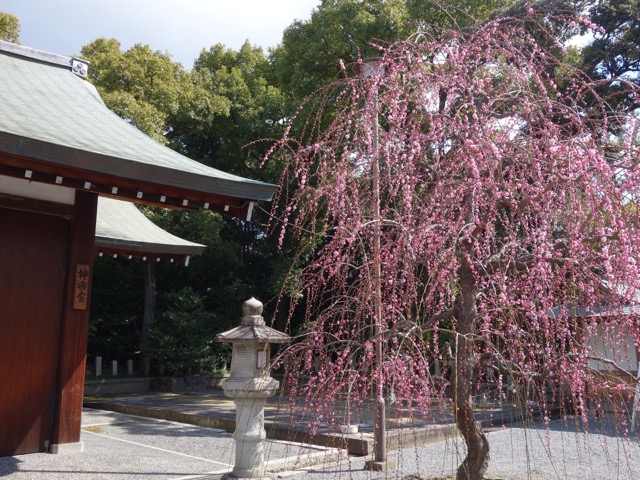 城南宮・しだれ梅と椿まつり