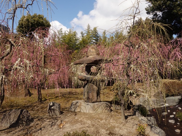 城南宮・しだれ梅と椿まつり