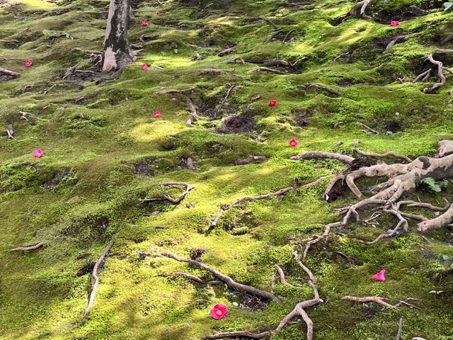 城南宮・しだれ梅と椿まつり