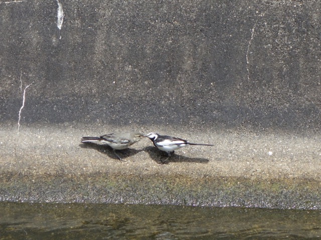 琵琶湖疎水