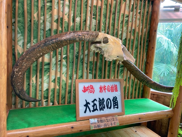 由布島水牛車