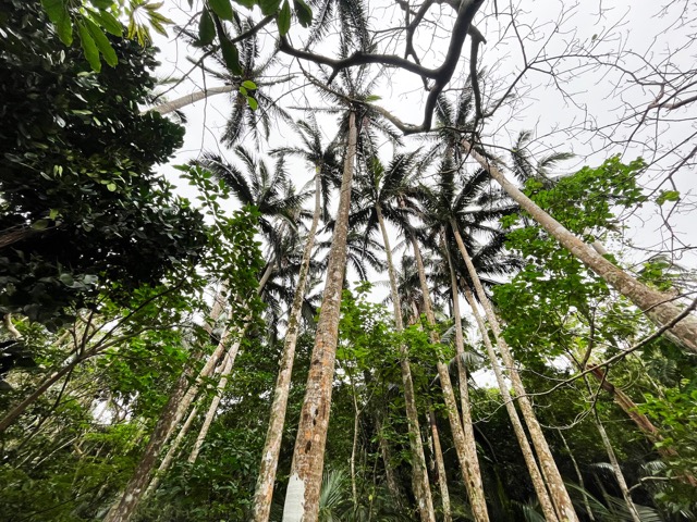 米原のヤエヤマヤシ群落