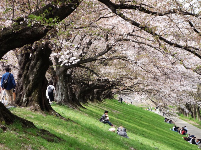 淀川背割堤さくらまつり