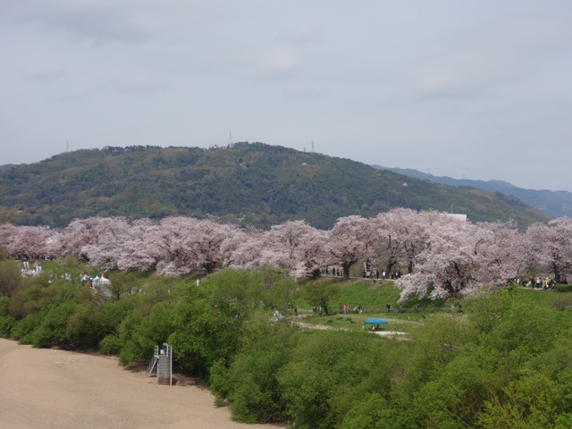 淀川背割堤さくらまつり