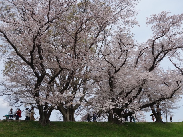 淀川背割堤さくらまつり