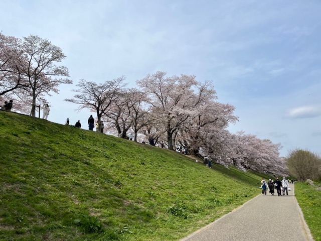 淀川背割堤さくらまつり