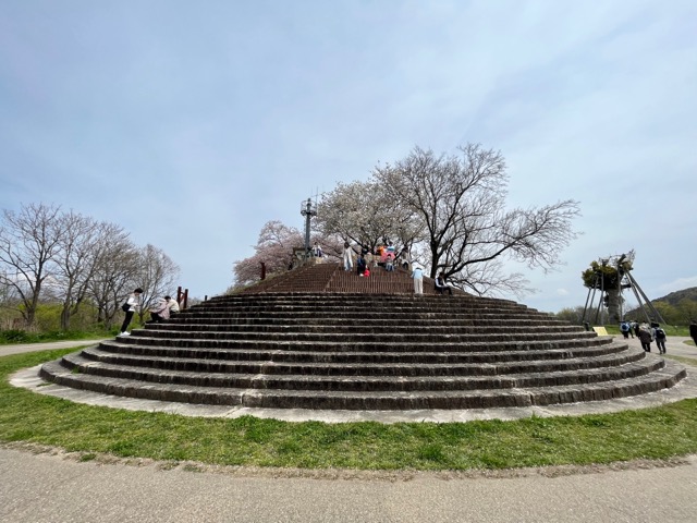 淀川背割堤さくらまつり
