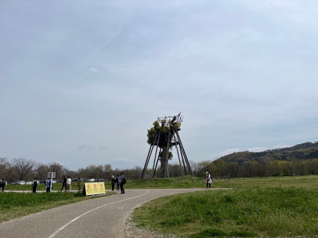 淀川背割堤さくらまつり