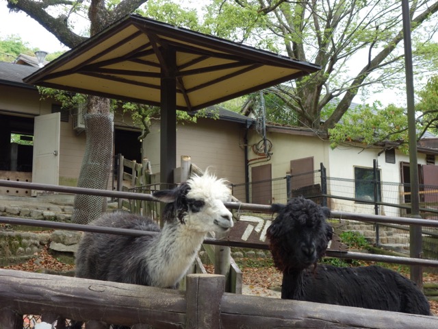 五月山動物園