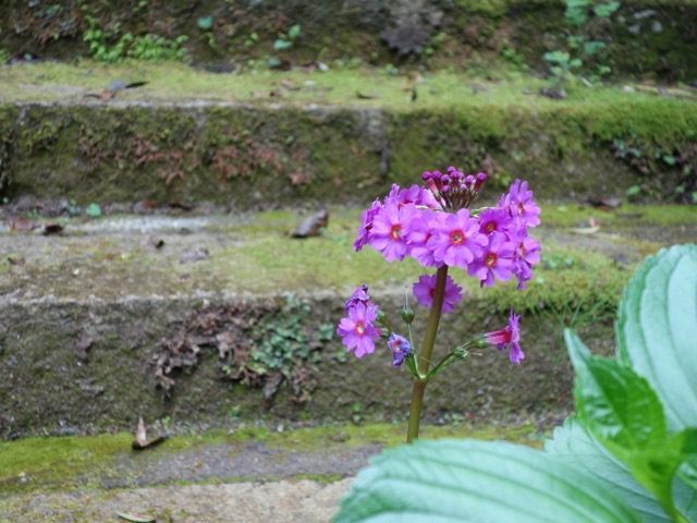 金剛城寺