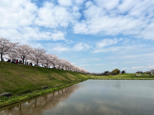 おの桜づつみ回廊