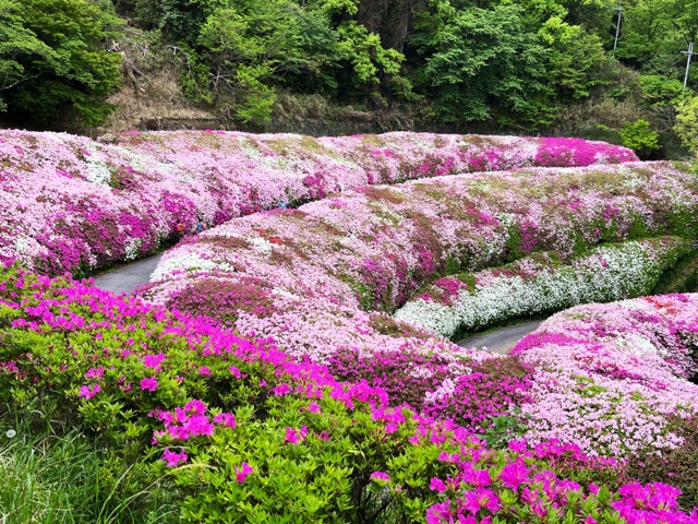 なるかわ園地つつじ園